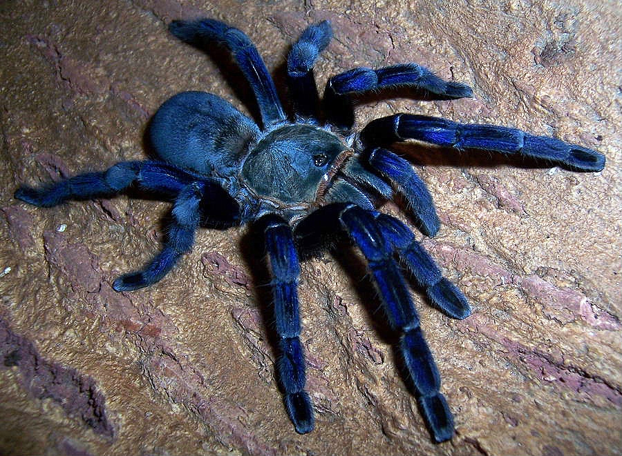 cobalt blue tarantula        
        <figure class=