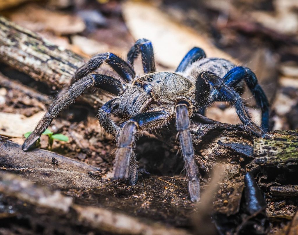 Tarántula Azul Cobalto: Todo Lo Que Necesitas Saber