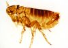 Cómo eliminar las pulgas: Descubre lo que debes hacer