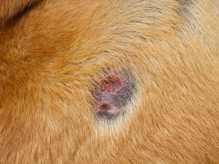 Close up of Injured Dog background