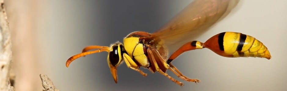 cropped-nature-flying-insect-wasp-wild-macro-desktop-free-wallpaper