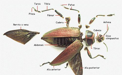 partes de la cucaracha