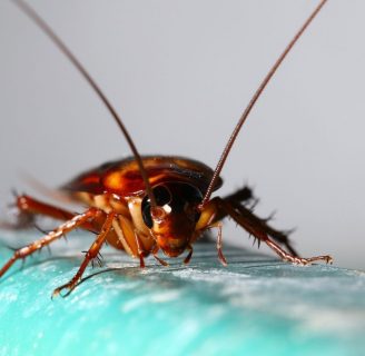 Cucaracha: Características, significado, reproducción y mucho más