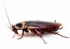 Cucaracha americana: Características, plagas, excrementos, huevos y más