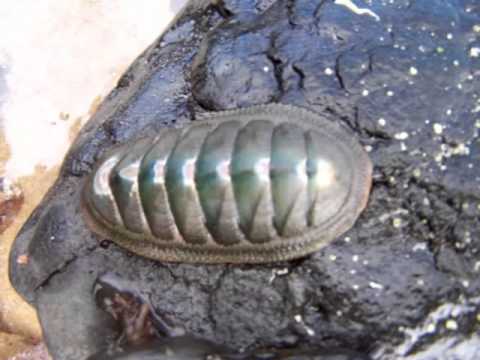 cucaracha de mar