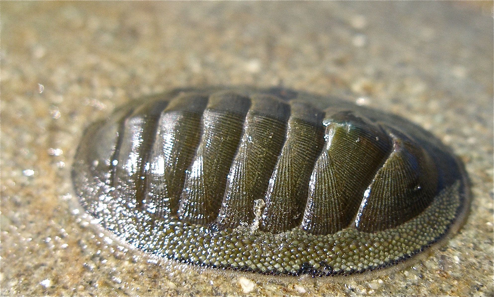 cucaracha de mar 