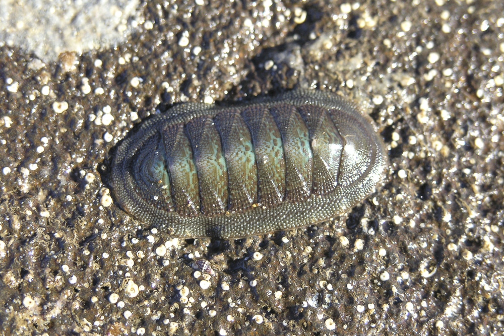 cucaracha de mar