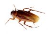 Cucarachas voladoras: Aprende cómo exterminarlas, de dónde salen y más.