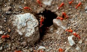 hormigas de fuego