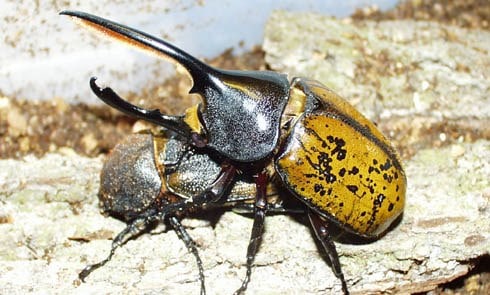 Escarabajo hercules