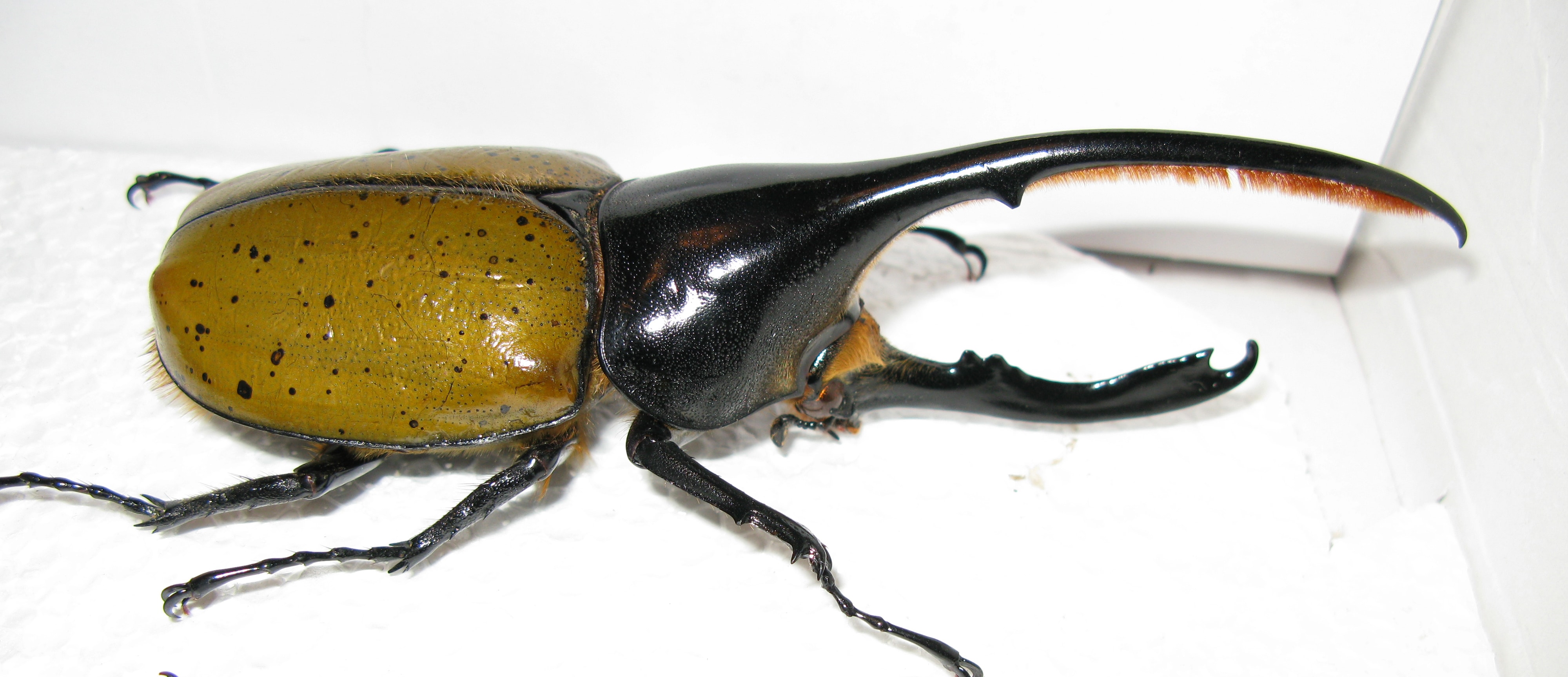 escarabajo hercules