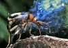 Escarabajo bombardero: Todo lo que necesitas saber