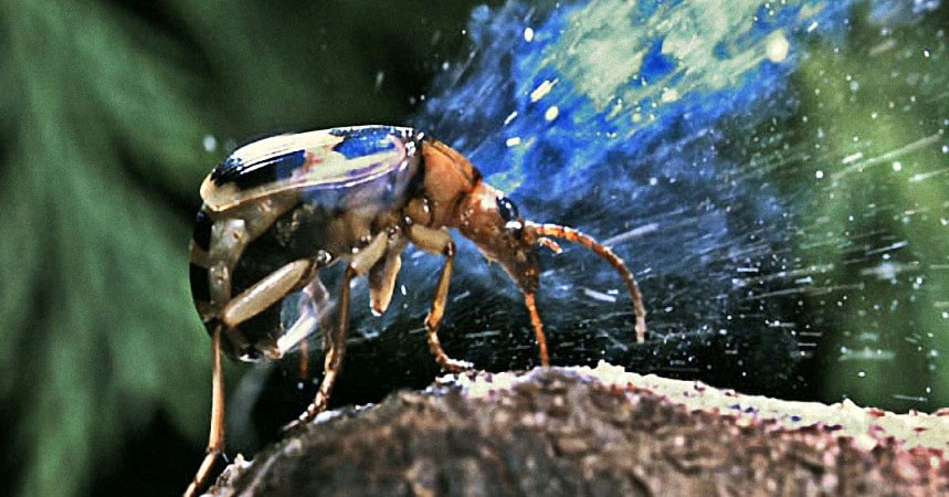Escarabajo bombardero