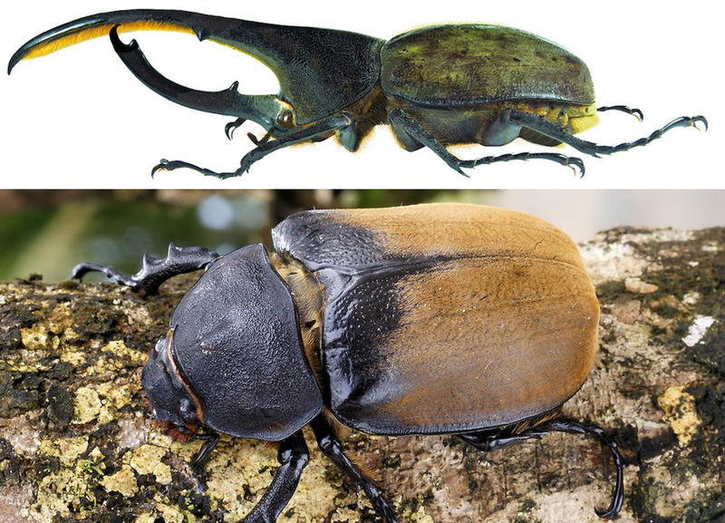 escarabajo-hercules