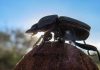 Escarabajo Pelotero coleóptero: Características, alimentación y más