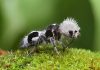 Hormiga panda: curioso insecto que engaña con su apariencia.