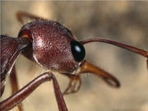 hormigas reina