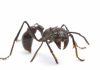 Hormigas bala: Conoce su ritual, picadura y mucho más