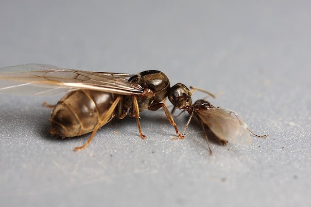 Hormigas reina: Características, cómo nace y mucho más