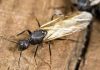 Hormigas reina: Características, cómo nace y mucho más