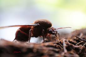hormigas chicatanas
