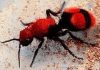 Hormigas de fuego u hormigas rojas: todo lo que debes saber sobre su picadura