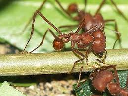 hormigas chicatanas