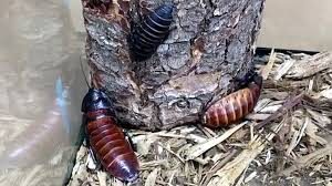 cucaracha gigante de madagascar