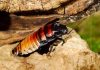Cucaracha gigante de Madagascar: Reproducción, cuidados, hábitat y mucho más