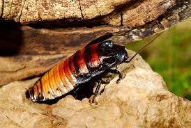 Cucaracha gigante de Madagascar: Reproducción, cuidados, hábitat y mucho más