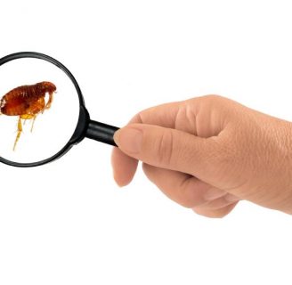 Eliminar pulgas de casa: Aprende cómo hacerlo con efectividad