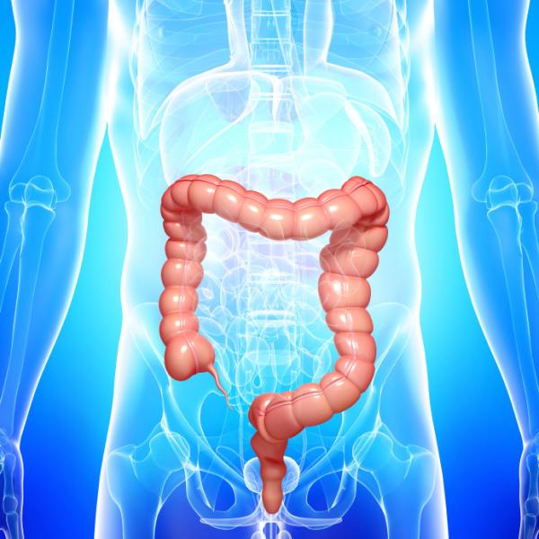 lombrices intestinales