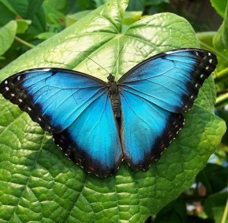 Mariposa azul: Características, significado, peligro de extinción y más