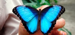 mariposa azul en Costa Rica
