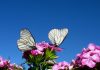 Mariposa blanca: Características, significado y mucho más