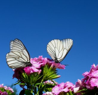 Mariposa blanca: Características, significado y mucho más