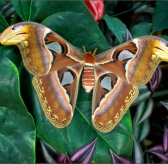 Mariposa gigante: Conoce sus diferentes tipos
