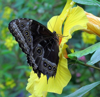 Mariposa negra: Significado, leyenda, reacción alérgica y más