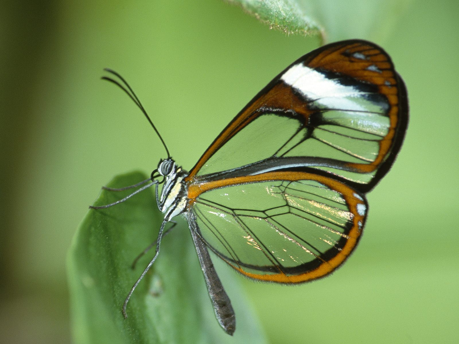 Mariposas todo lo relacionado a las ellas y sus belleza natural y ...