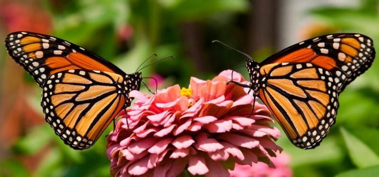Mariposas todo lo relacionado a las ellas y sus belleza natural y ...