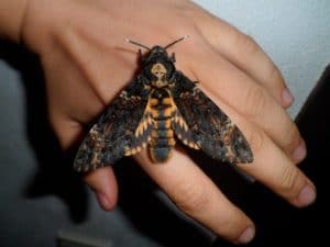 mariposa nocturna