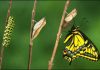  Metamorfosis de la mariposa: Conoce todo el proceso