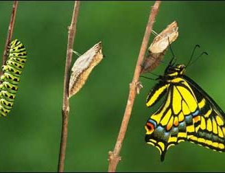  Metamorfosis de la mariposa: Conoce todo el proceso