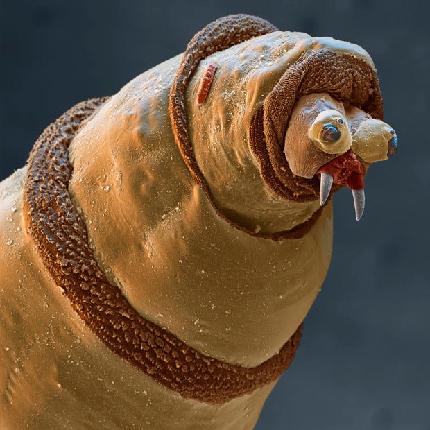 larva de mosca