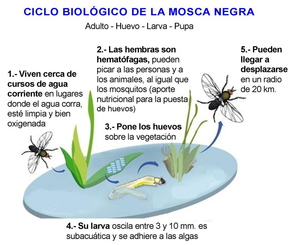 ciclo de vida de la mosca negra