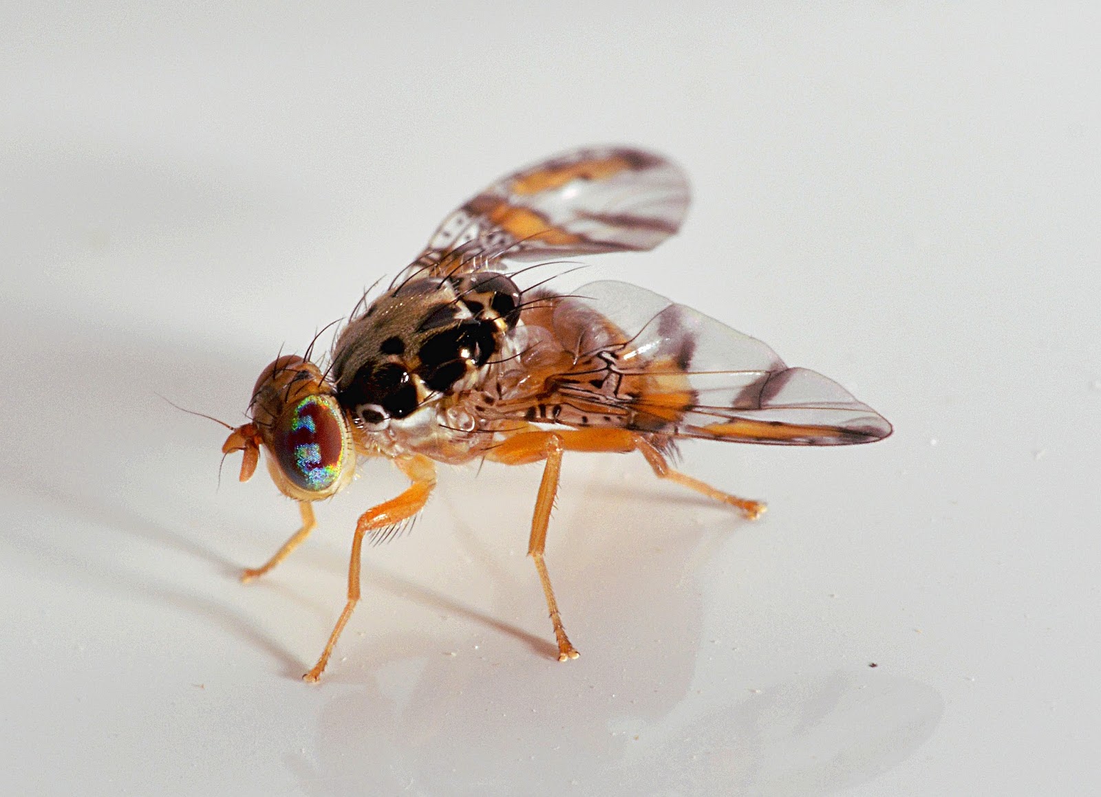 Обменник валют в москве. Жужжание мухи. Гигантская муха. Обмен логотип. Надпись обменный пункт.