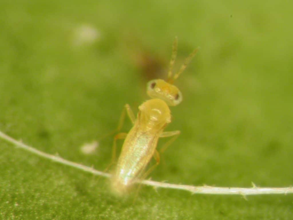 Mosca blanca Características, ciclo biológico, taxonomía y más. Mosca blanca Características, ciclo biológico, taxonomía y más.