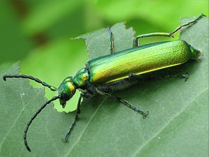 Lytta vesicatoria o Mosca española: Todo lo que debes saber de la especie