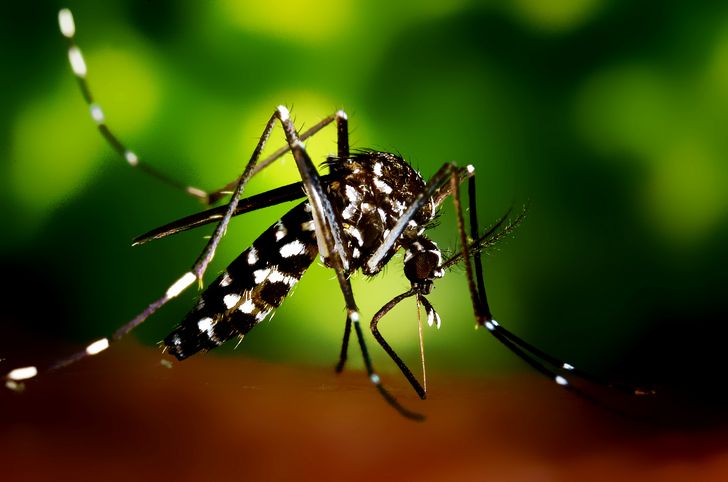 Mosquito: Características, significado, hábitat, alimentación y más