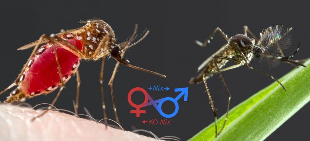 mosquito aedes aegypti hembra y macho 